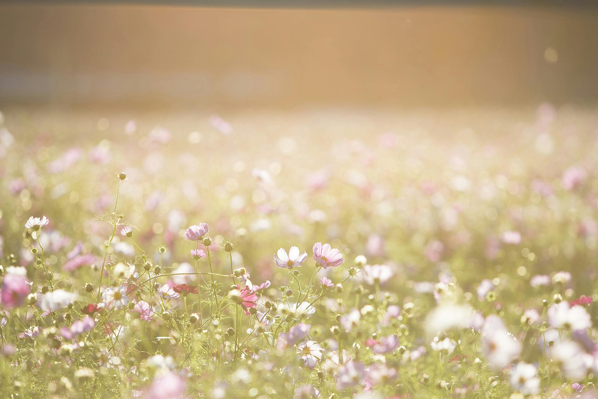 Déco Naturelle pour le Printemps : Éveillez Votre Intérieur avec des Éléments Naturel